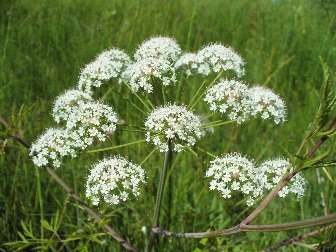 Image of Cicuta virosa specimen.