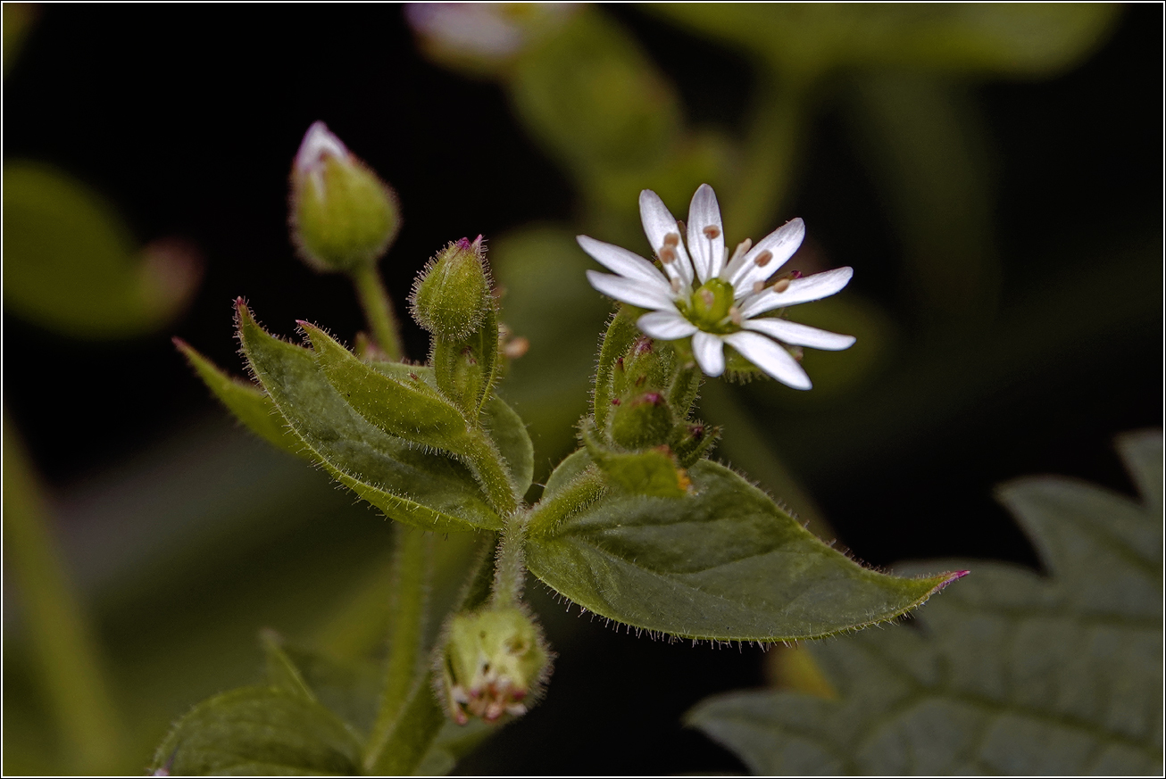 Изображение особи Stellaria nemorum.