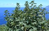 Ficus carica