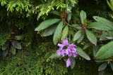 Rhododendron ponticum. Верхушка побега с цветками. Турция, ил Артвин, правый борт ущелья р. Копрусу, напротив монастыря Парехи, хвойный лес (Picea orientalis и рододендрон). 12 июня 2026 г.