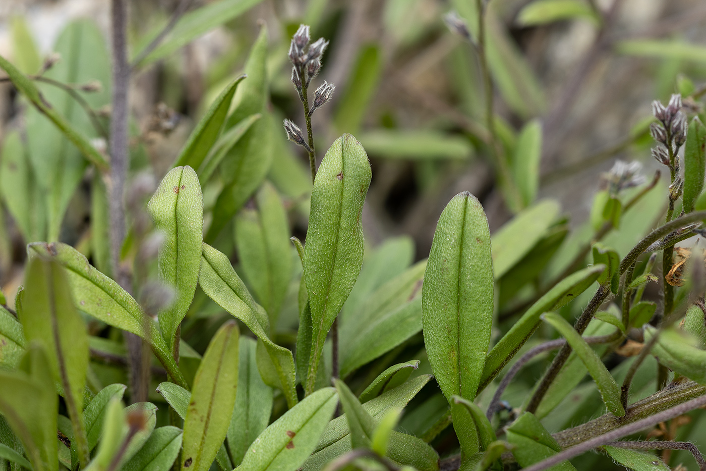 Image of Myosotis alpestris specimen.