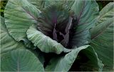 Brassica oleracea variety capitata. Верхушка вегетирующего растения. Московская обл., Раменский р-н, окр. дер. Хрипань, садовый участок. 09.07.2026.