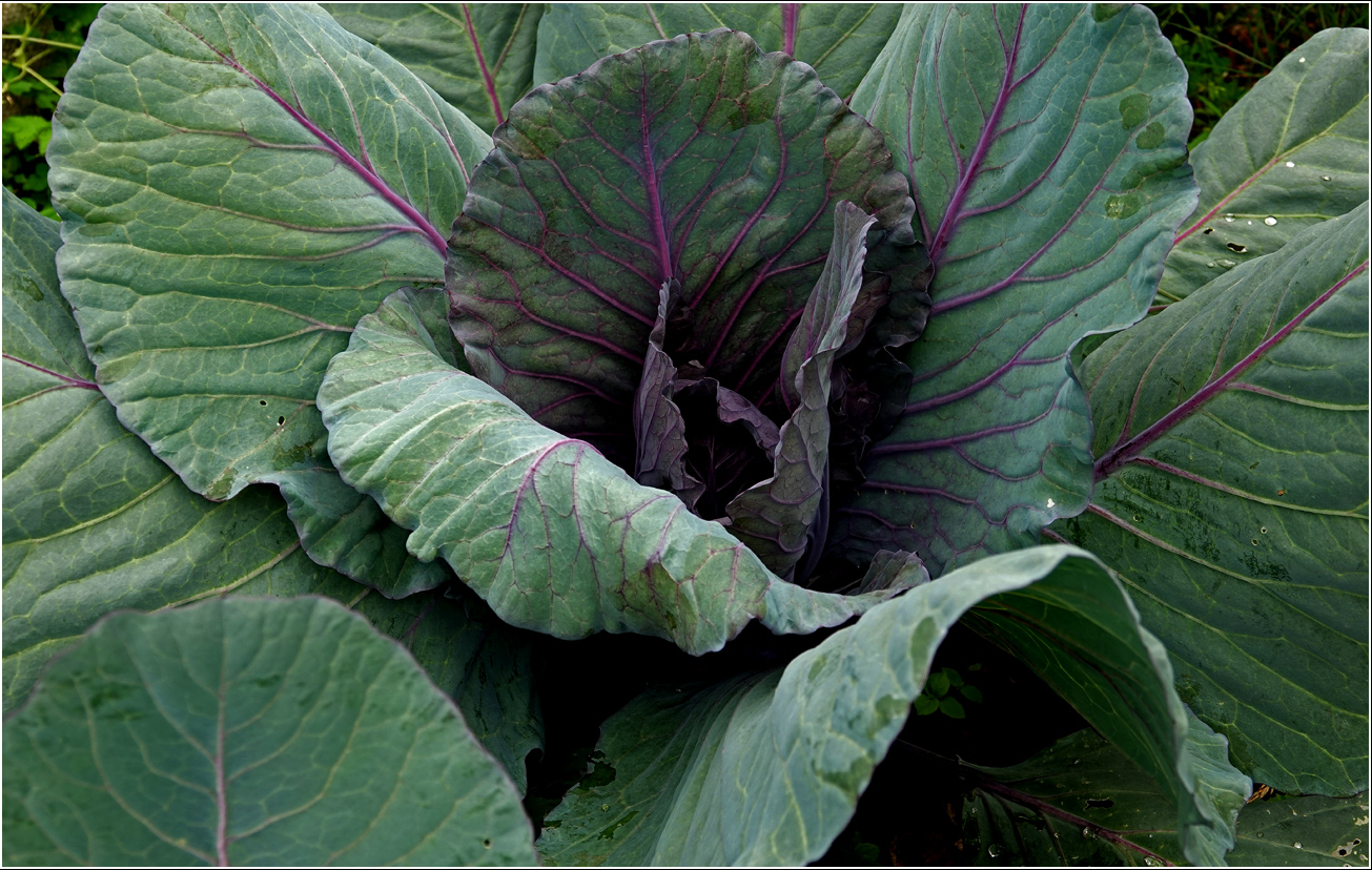 Image of Brassica oleracea var. capitata specimen.