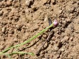 unknown species. Верхушка сорванного расцветающего растения. Турция, ил Артвин, окр. храма Отхта, луг. 13 июня 2026 г.