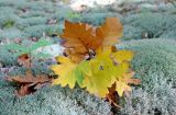 Quercus petraea. Молодое растение с листьями в осенней окраске на подушке Cladonia. Краснодарский край, м/о г. Геленджик, окр. с. Тешебс, Прохаскина балка, дубовый лес. 21.10.2024.