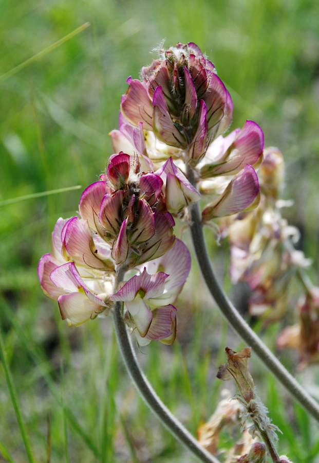 Image of Hedysarum smirnovii specimen.