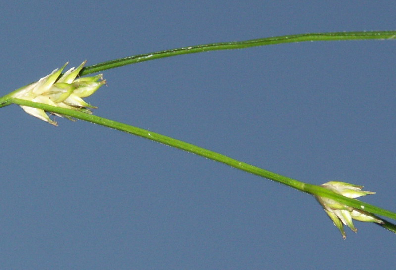 Изображение особи Carex remota.