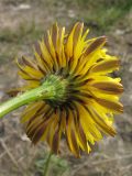 Hypochaeris radicata