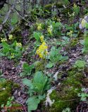 Primula macrocalyx. Цветущие в расщелинах камней растения. Крым, горы между Приветным и Белогорском, Чёртовы ворота. 12 мая 2011 г.