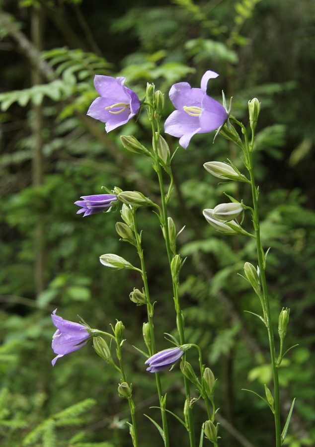 Image of Campanula persicifolia specimen.
