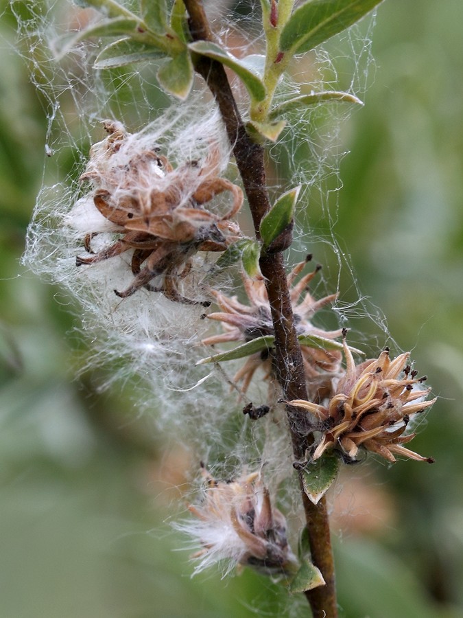 Изображение особи Salix rosmarinifolia.