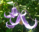 Clematis integrifolia