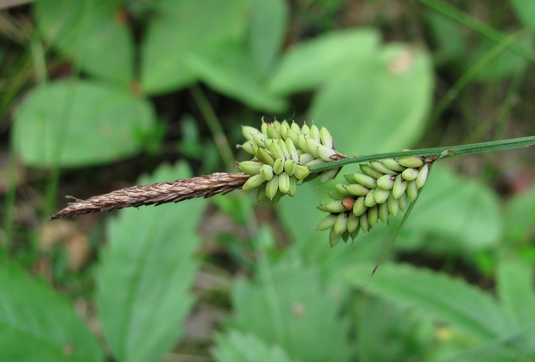 Изображение особи род Carex.