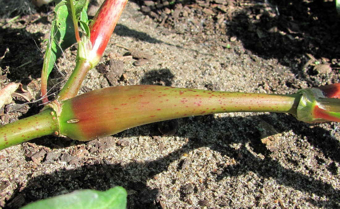 Изображение особи Persicaria lapathifolia.