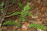 Dryopteris cristata. Молодое растение. Республика Татарстан, Высокогорский р-н, окр. д. Малый Рясь. 26.08.2011.