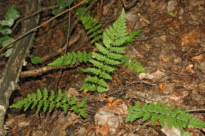 Изображение особи Dryopteris cristata.