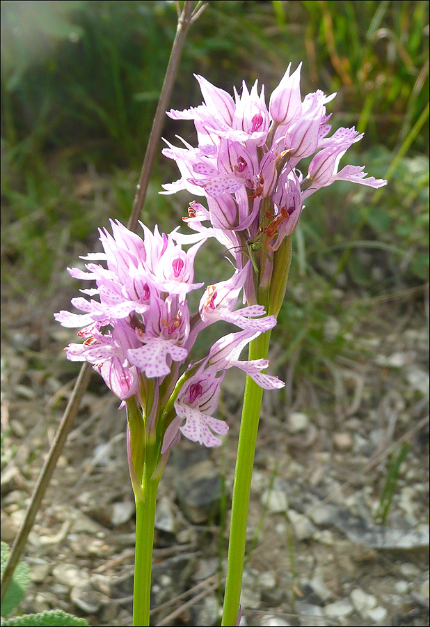 Изображение особи Neotinea tridentata.