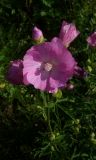 Malva moschata