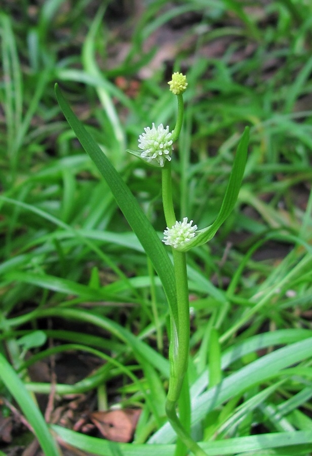 Image of Sparganium natans specimen.