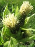 Cirsium oleraceum