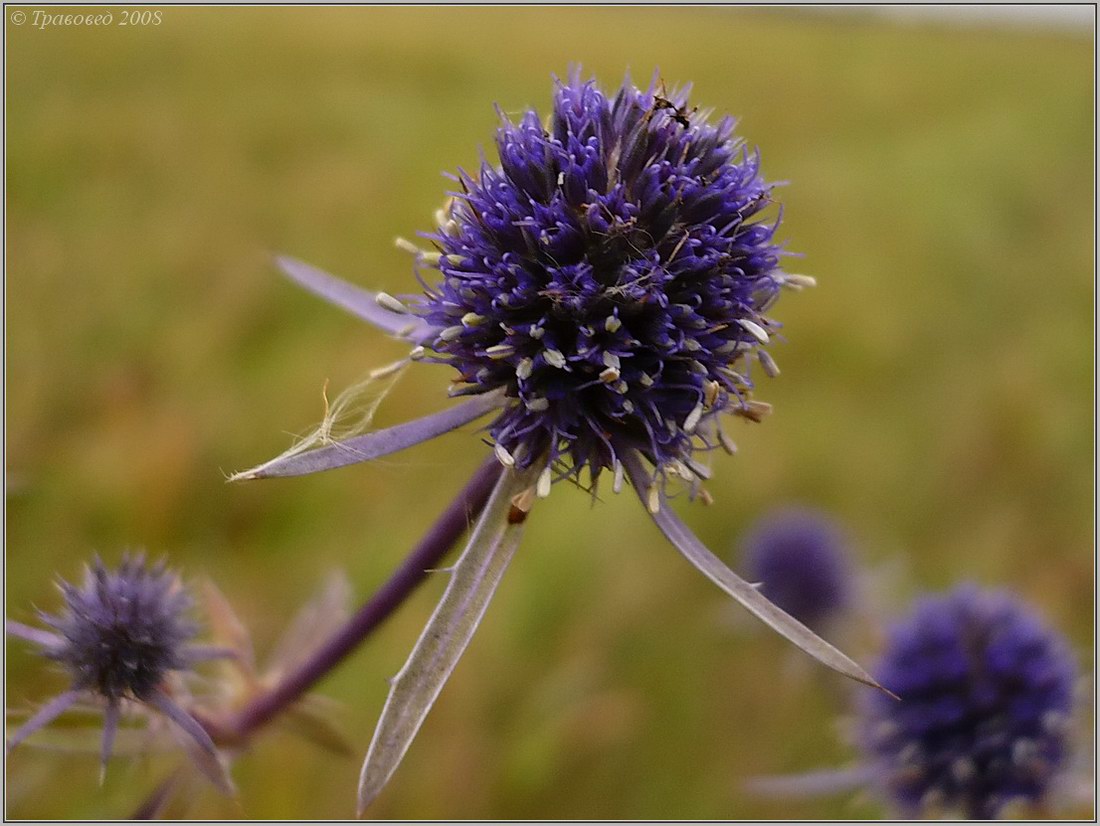 Изображение особи Eryngium planum.