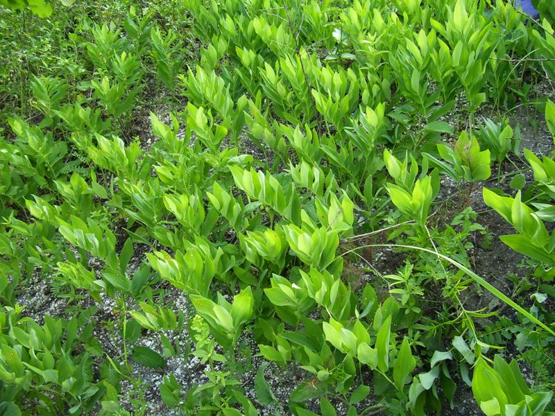 Изображение особи Polygonatum odoratum.