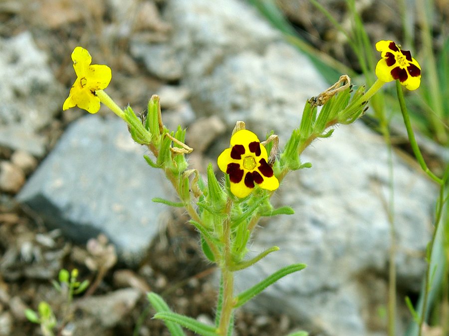 Изображение особи Arnebia coerulea.