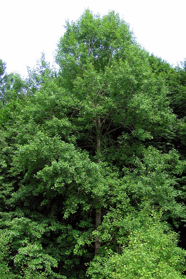 Image of Populus tremula specimen.