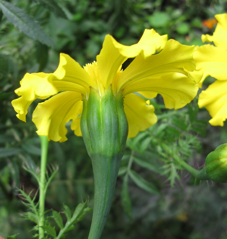 Image of Tagetes erecta specimen.