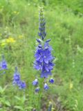 Veronica teucrium