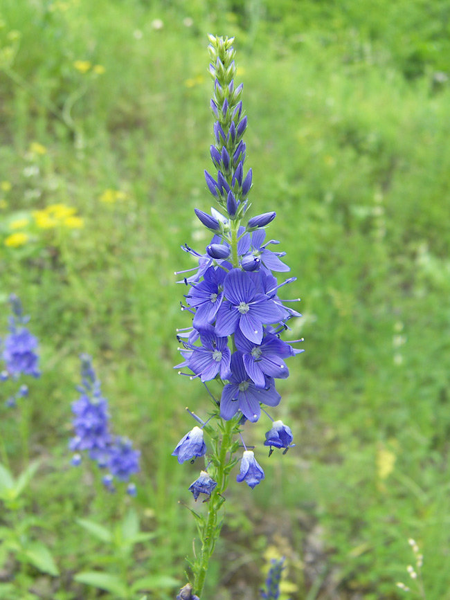 Изображение особи Veronica teucrium.