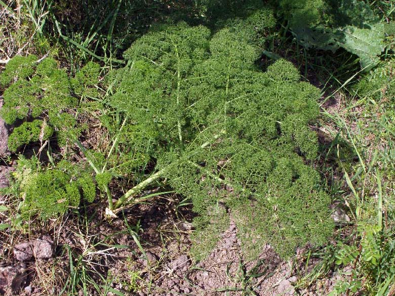 Изображение особи Ferula tenuisecta.