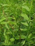 Sanguisorba officinalis