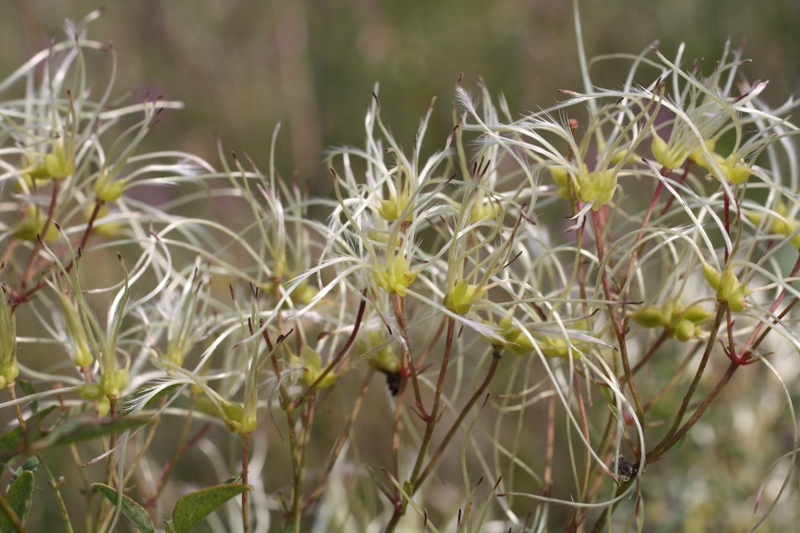 Image of Clematis lathyrifolia specimen.