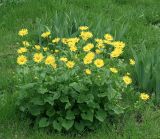 Doronicum carpaticum