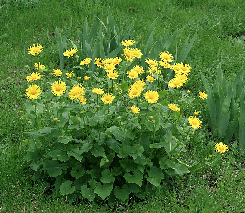 Изображение особи Doronicum carpaticum.