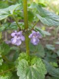 Glechoma hederacea