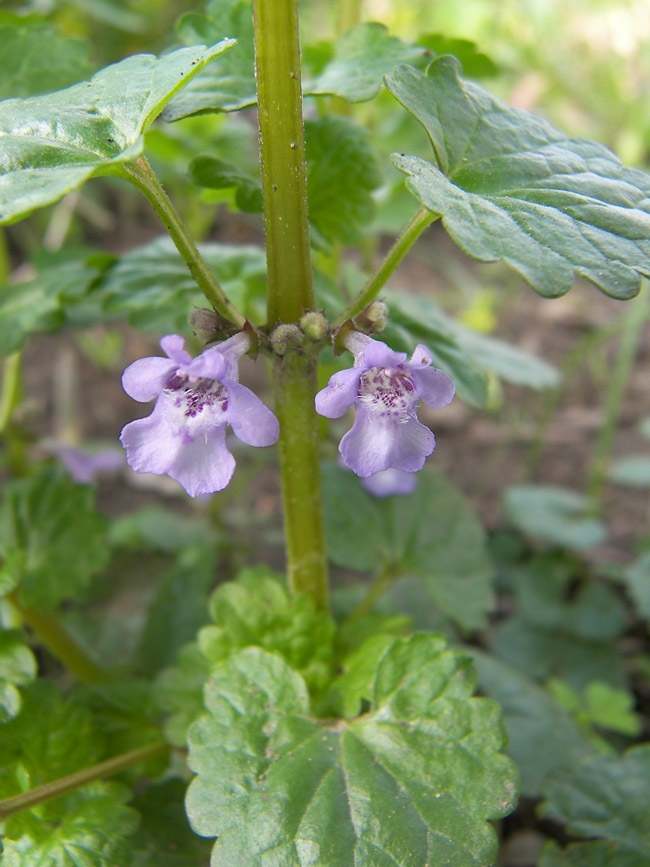 Изображение особи Glechoma hederacea.