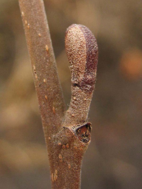 Image of Alnus incana specimen.