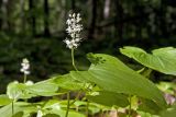 Maianthemum bifolium. Верхушка цветущего растения. Сахалин, Тымовский р-н, окр. с. Ясное, смешанный лес. 30.06.2011.