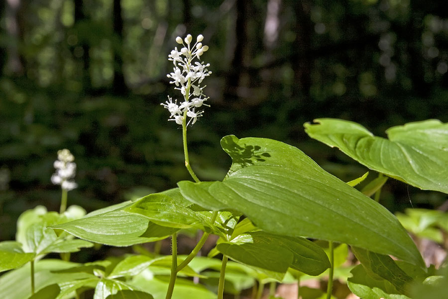 Изображение особи Maianthemum bifolium.