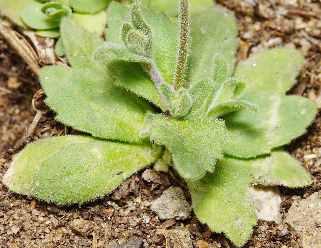 Image of Draba nemorosa specimen.