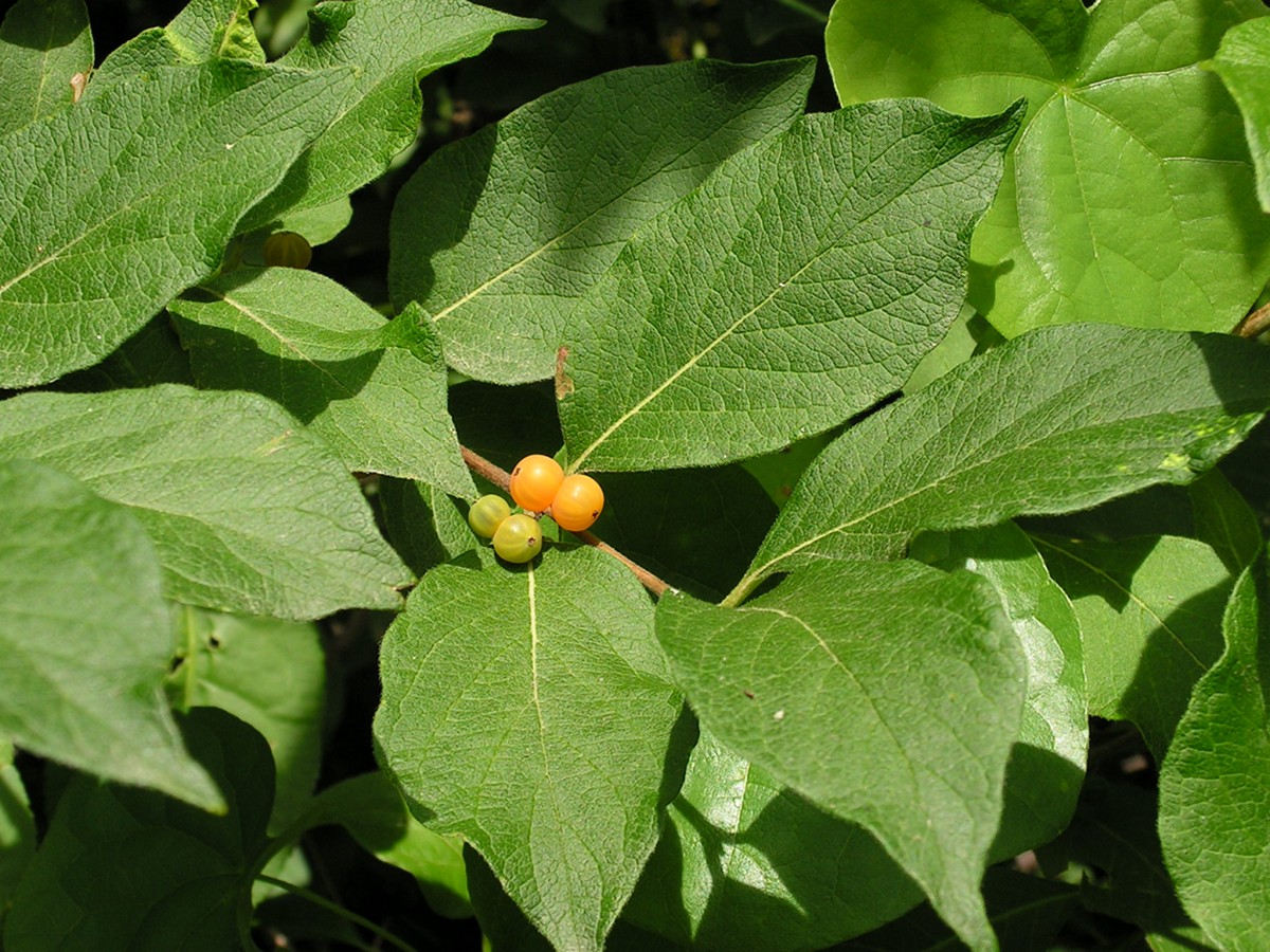 Image of Lonicera ruprechtiana specimen.