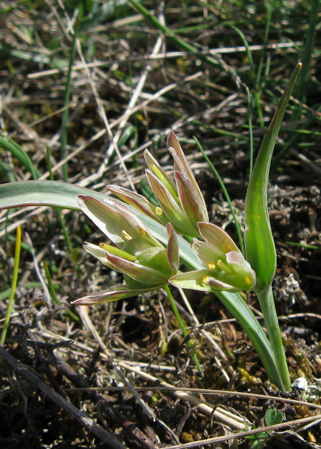 Image of Gagea transversalis specimen.
