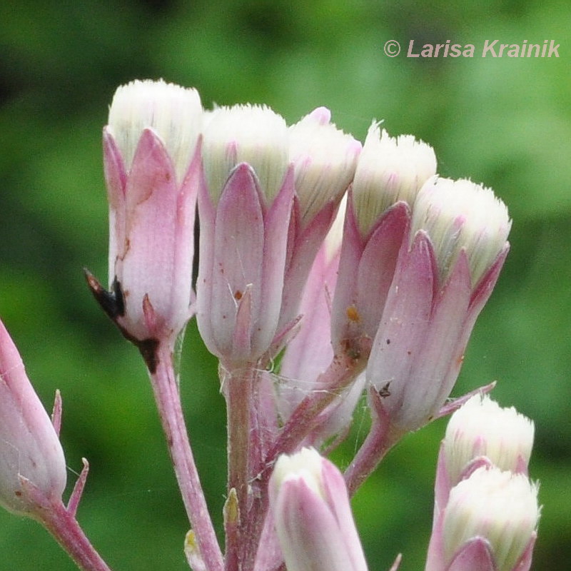 Изображение особи Syneilesis aconitifolia.