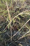 Leymus racemosus subspecies sabulosus. Плодоносящие растения. Зап. Крым, г. Саки, берег моря у детского оздоровительного лагеря \"Прибрежный\". 30.08.2011.