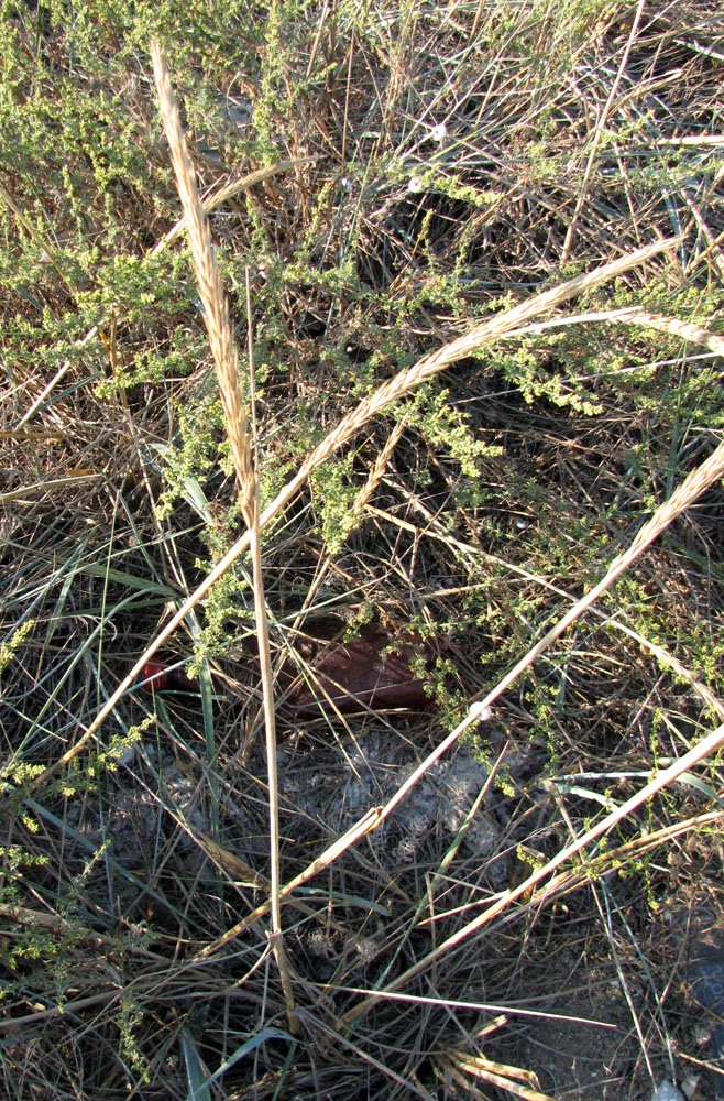Image of Leymus racemosus ssp. sabulosus specimen.