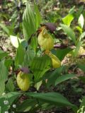 Cypripedium calceolus