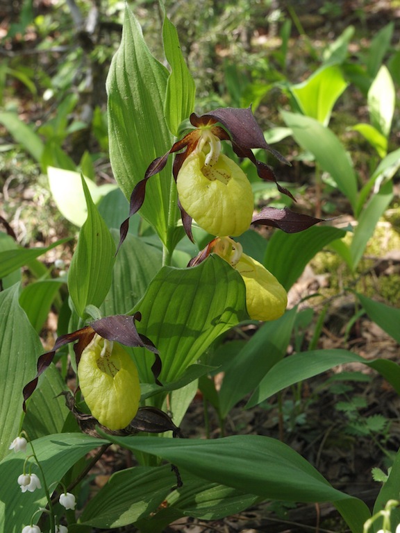 Image of Cypripedium calceolus specimen.