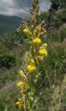 Linaria genistifolia